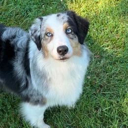 Australian Shepherd puppies from Affinity Aussies