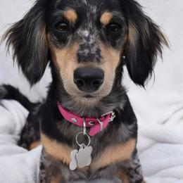 Tilley - Dachshund