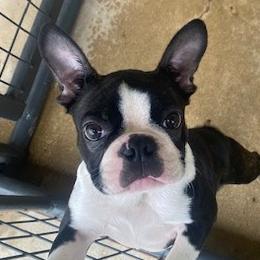 Mia - Boston Terrier
