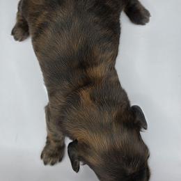 Sausage - Cream Brindle Boy - Brindle male Dachshund puppy in Pueblo, Colorado from HotDachs