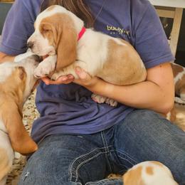 Pink Girl Hazel - Lemon and white female Basset Hound puppy in Foley, Alabama from Jubilee Basset Hounds