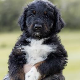 Flower - Black tri-color female Aussiedoodle puppy in Centerburg, Ohio from A Dose Of Doodle