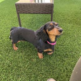 Dachshund and Pembroke Welsh Corgi All Grown Up from Kendaline Kennels