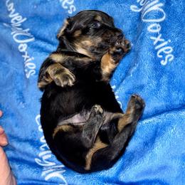 Luigi - Black and tan male Dachshund puppy in El Dorado, Arkansas from LovelylilDoxies