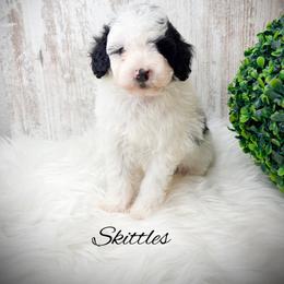 Skittles - Parti male Poodle puppy in from Pink Poodles and Doodles