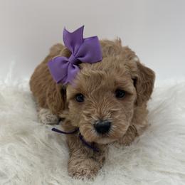 Purple Girl - Cream female Goldendoodle puppy in Waskom, Texas from Pearls & Curls doodles & poodles