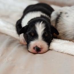 Ravena AKC - Black tri-color female Australian Shepherd puppy in Polk City, Florida from Skaky Shepherds