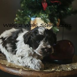 Mason - Parti male Miniature Schnauzer puppy in Littleton, Colorado from Wahl 2 Wahl Schnauzers
