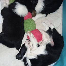 English Shepherd Puppies from ThreeDarkBays English Shepherds