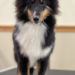 Lainey - Black white and tan Shetland Sheepdog puppy in Middleburgh, New York from StoneyAcre