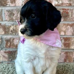 Stormy - Black and white female Aussiedoodle puppy in Eastland, Texas from H5 Mini Doodles