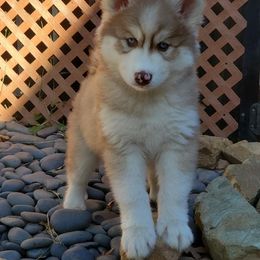 Siberian Husky Puppies from Husky Hotel