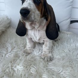 Speedy Gonzalez - Black white and brown male Basset Hound puppy in Lone Jack, Missouri from Wee Little Bassets