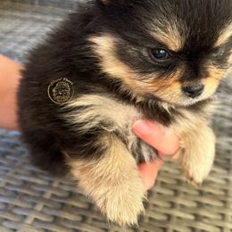 Boy 1 - Black and tan Pomeranian puppy in Abilene, Texas from Blessedpoms