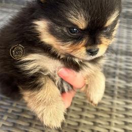 Boy 1 - Black and tan Pomeranian puppy in Abilene, Texas from Blessedpoms