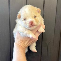Boy 1 - Beaver male Pomeranian puppy in Stroud, Oklahoma from Laik’s Little Shihtz & Poms