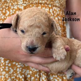 Alan Jackson - Cream male Goldendoodle puppy in Lancaster, Minnesota from North Star Dog Training