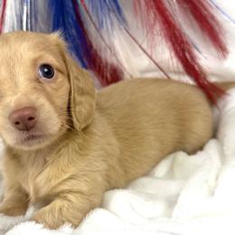 Taylor - Cream female Dachshund puppy in Mesquite, Texas from AB Dachshund