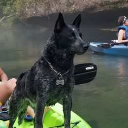 Kimber - Australian Cattle Dog