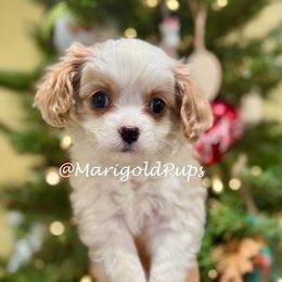 Brady - Blenheim male Cavapoo puppy in Kansas from Marigold Pups