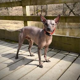 Zero - Xoloitzcuintli