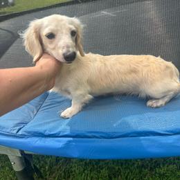 Willow - Dachshund