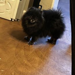 Pickles - Pomeranian
