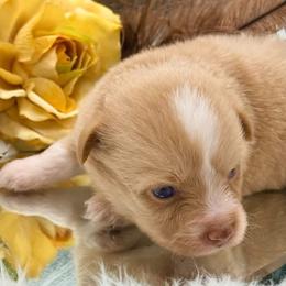 Lucy - Red merle female Toy Australian Shepherd puppy in Denmark, South Carolina from Rustic Rose Toy Australian Shepherds