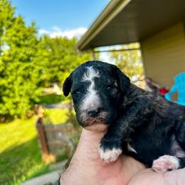 Sable - Sable male Bernedoodle puppy in Holt, Missouri from Mindys Doodles