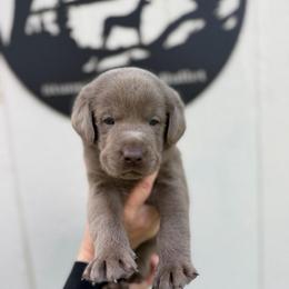 Red collar - Silver male Dilute Retriever puppy in Valley Center, California from Stunning Silver Bullets Labradors