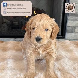 Timber - Cream male Goldendoodle puppy in Frostproof, Florida from Lover Dover Doodles