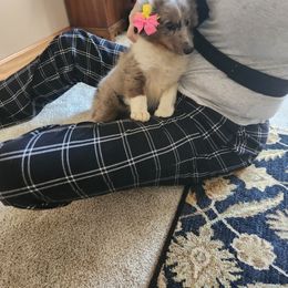 Shetland Sheepdog Puppies from Kountry Home Shelties