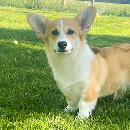 Gouda - Pembroke Welsh Corgi