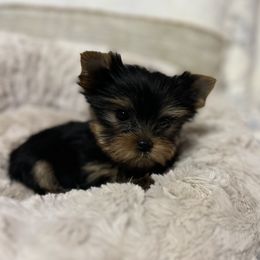 Girl 1 - Black and gold female Yorkshire Terrier puppy in Dublin, California from Michelle’s Yorkies