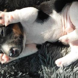 Dachshunds from TnT Dynamite Dachshunds