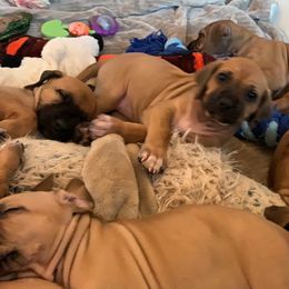 Rhodesian Ridgeback Puppies from Lyonnese Rhodesian Ridgebacks