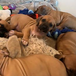 Rhodesian Ridgeback Puppies from Lyonnese Rhodesian Ridgebacks