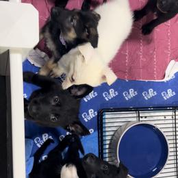 German Shepherd Puppies from Devon Rugerio's German Shepherds