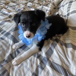 Boy 2 - Black Border Collie puppy in Columbus, Ohio from Laura & Leila Johnson's Border Collies