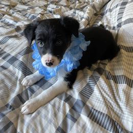 Boy 2 - Black Border Collie puppy in Columbus, Ohio from Laura & Leila Johnson's Border Collies
