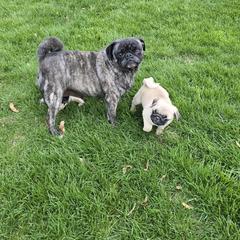 Zena - Pug