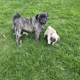 Zena - Pug