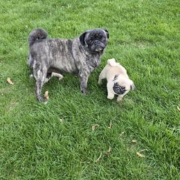 Zena - Pug