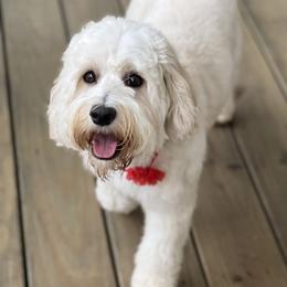 Claire - Australian Labradoodle