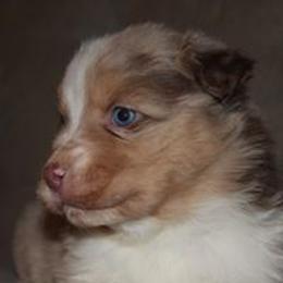 Australian Shepherd Puppies from CK Aussies