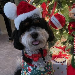 Bernedoodle Puppies from Birdie Bernedoodles