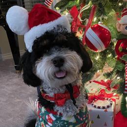 Bernedoodle Puppies from Birdie Bernedoodles