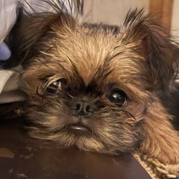 Brussels Griffons from NoK NoK Brussels Griffons