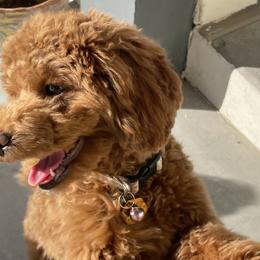 Maltipoo Puppies from Ollie-Pop Paws Breeding