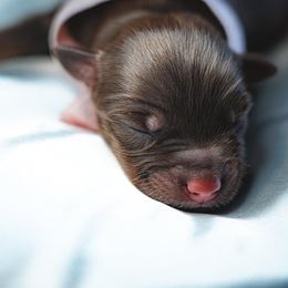 Girl 5 - Miniature Australian Shepherd puppy in Dayton, Texas from Salty LeBlanc Aussies